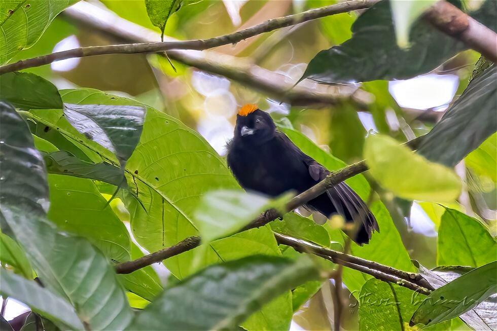 Tawny-crested Tanager (Tachyphonus delatrii)