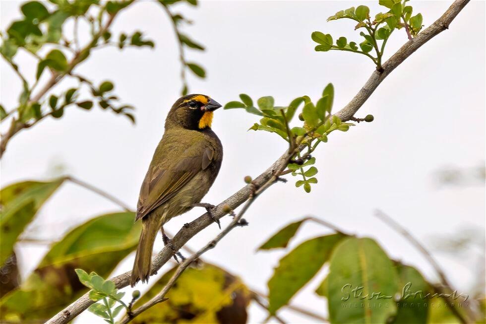 Yellow-faced Grassquit (Tiaris olivaceus)
