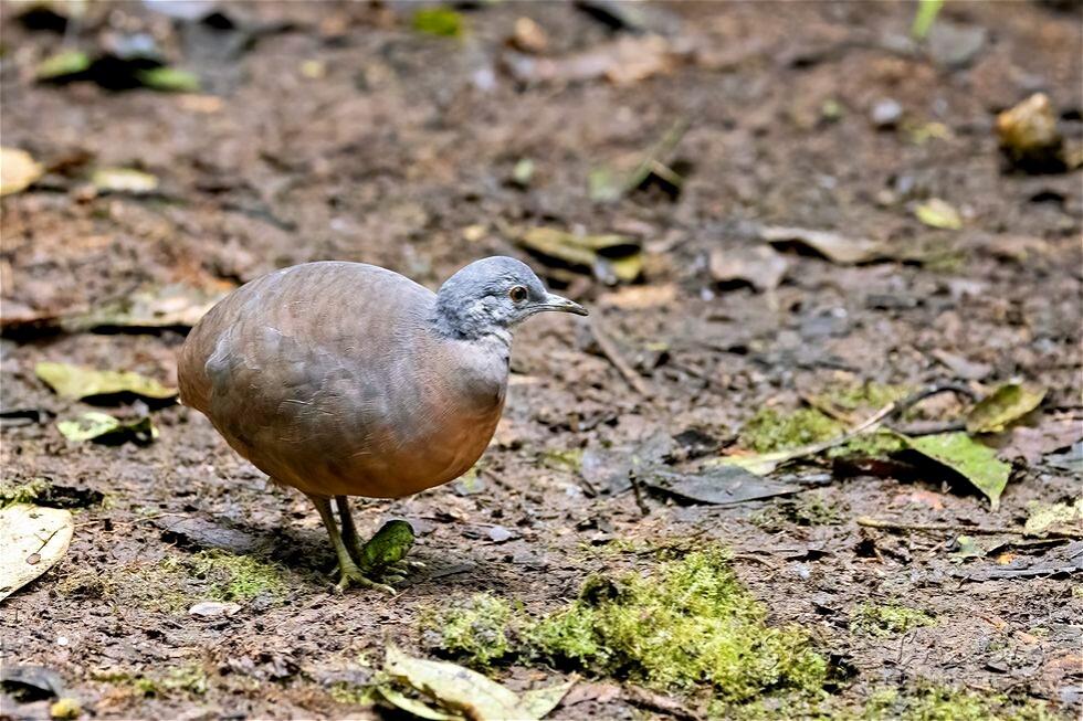 Little Tinamou (Crypturellus soui)