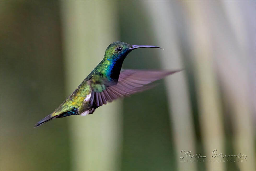 Black-throated Mango (Anthracothorax nigricollis)
