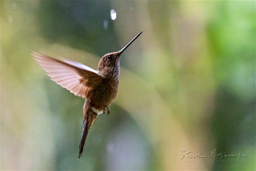 Bronzy Inca (Coeligena coeligena)