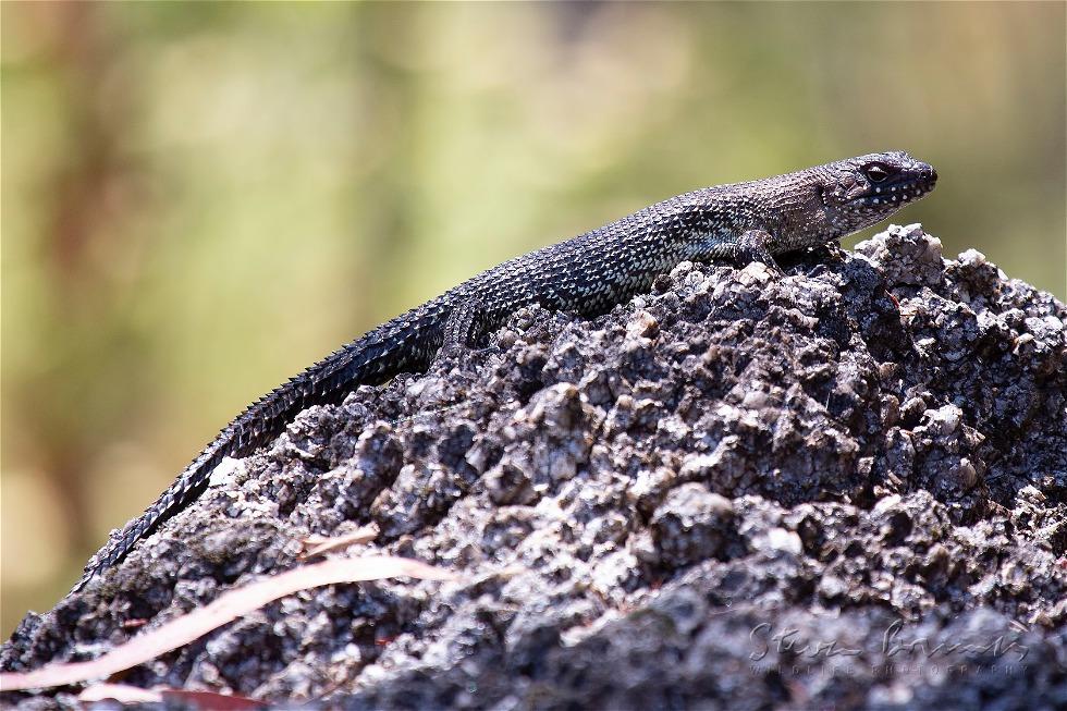 Cunningham's Spiny-tailed Skink (Egernia cunninghami)