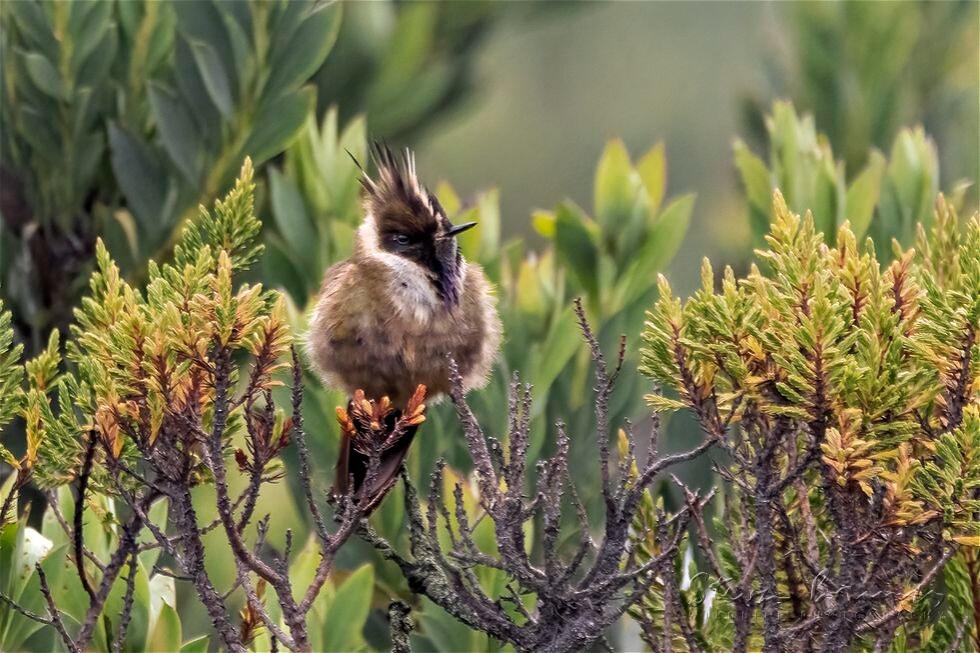 Buffy Helmetcrest (Oxypogon stuebelii)