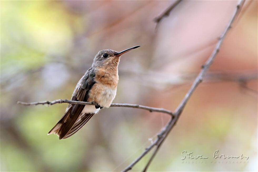 Buffy Hummingbird (Leucippus fallax)