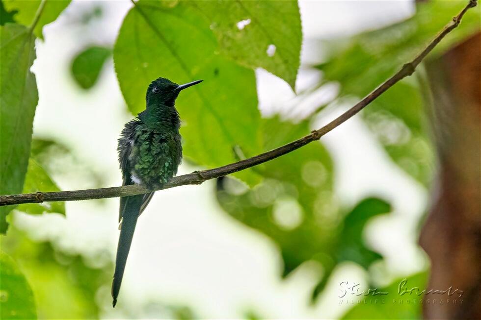 Empress Brilliant (Heliodoxa imperatrix)