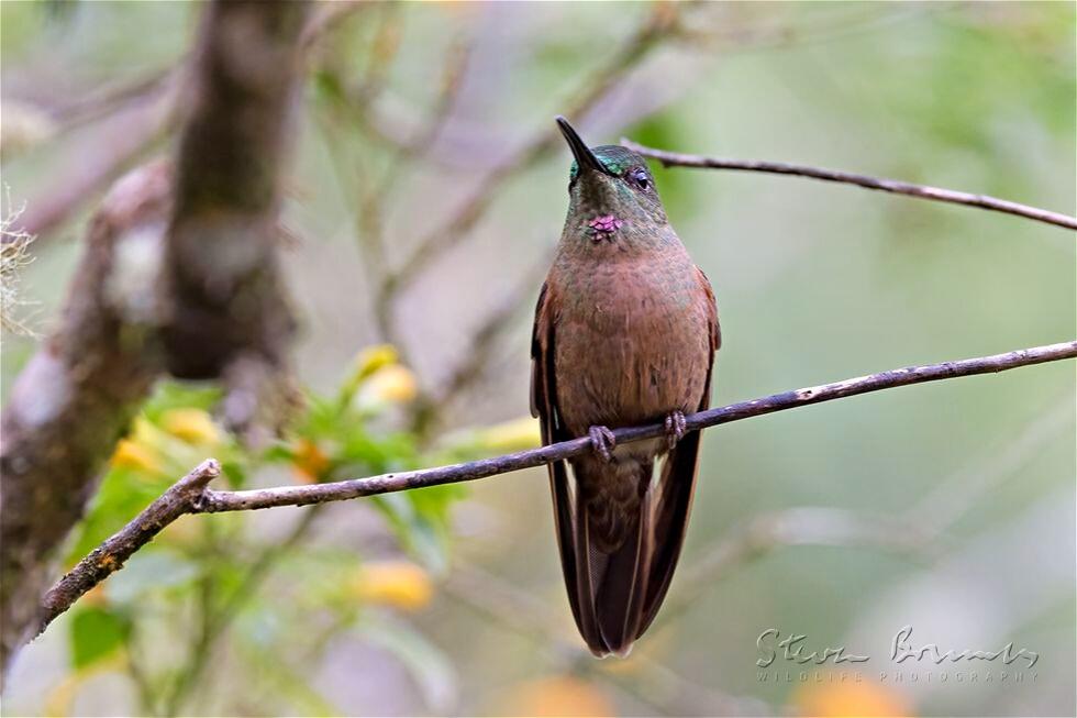 Fawn-breasted Brilliant (Heliodoxa rubinoides)