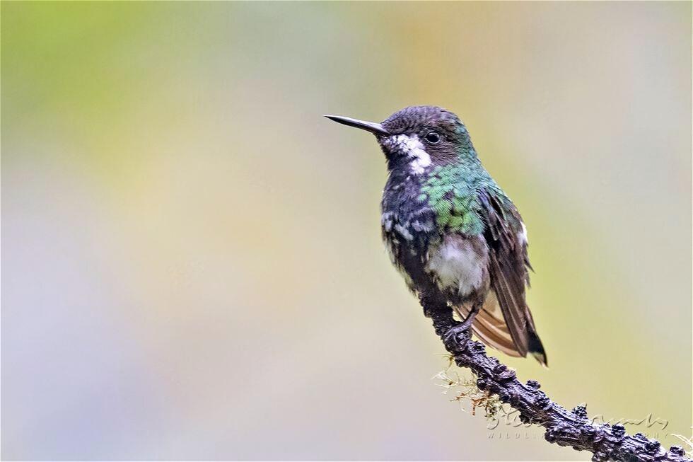 Green Thorntail (Discosura conversii)