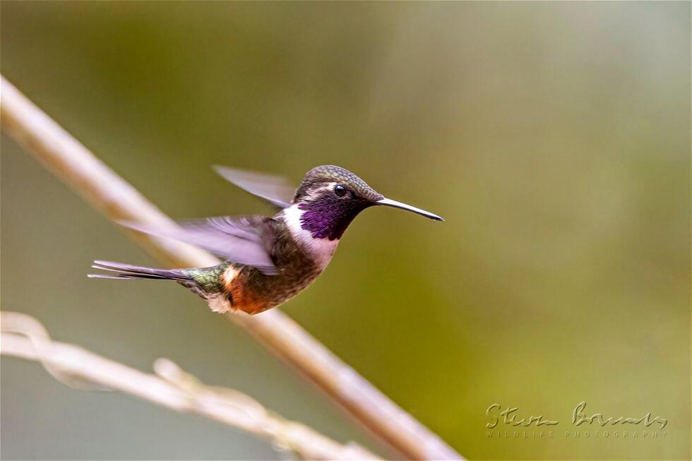 Purple-throated Woodstar (Calliphlox mitchellii)
