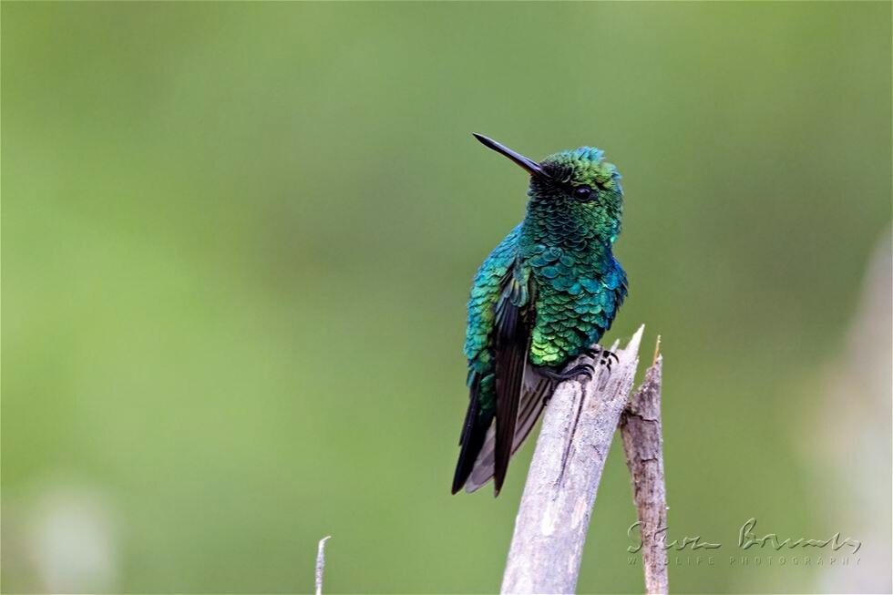 Red-billed Emerald (Chlorostilbon gibsoni)