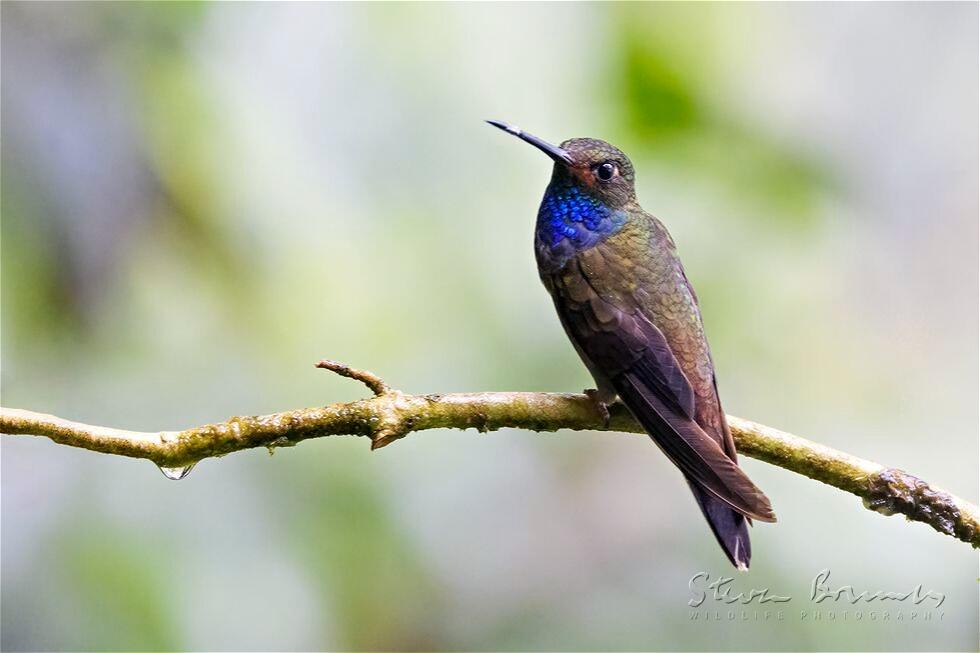 Rufous-gaped Hillstar (Urochroa bougueri)