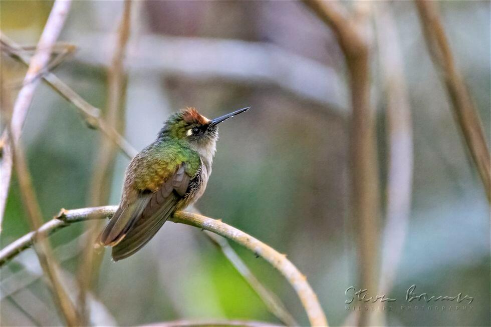 Santa Marta Blossomcrown (Anthocephala floriceps)