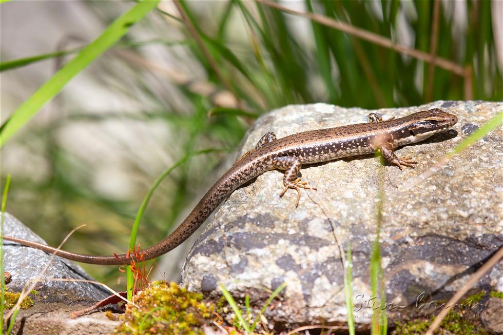 Grass Skink (Lampropholis delicata)