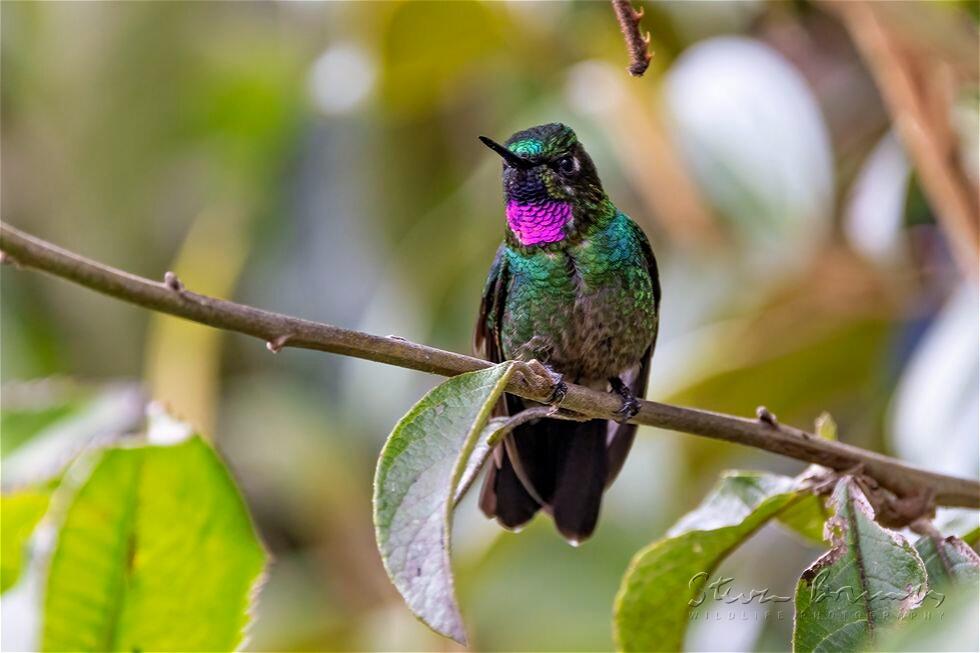 Tourmaline Sunangel (Heliangelus exortis)