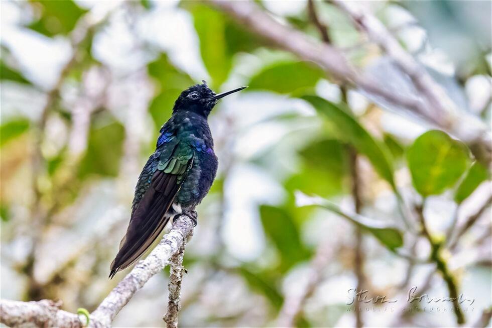 Velvet-purple Coronet (Boissonneaua jardini)