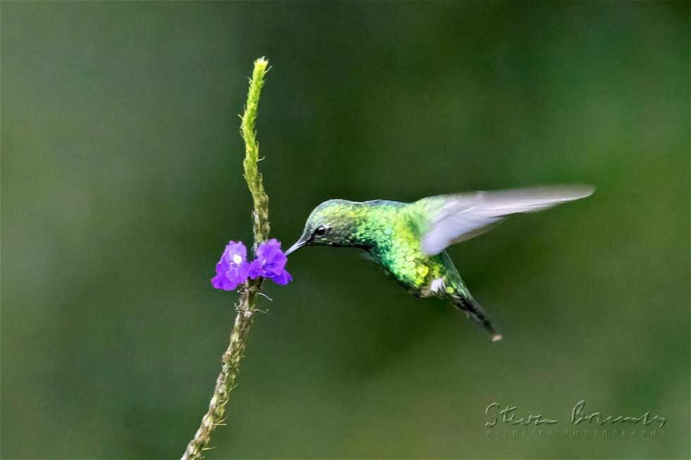 Western Emerald (Chlorostilbon melanorhynchus)