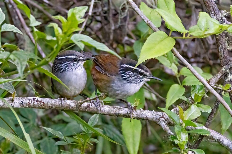 Hermit Wood Wren (Henicorhina anachoreta)