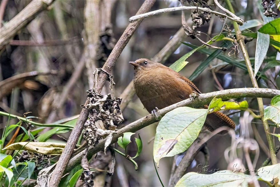 Sepia-brown Wren (Cinnycerthia olivascens)