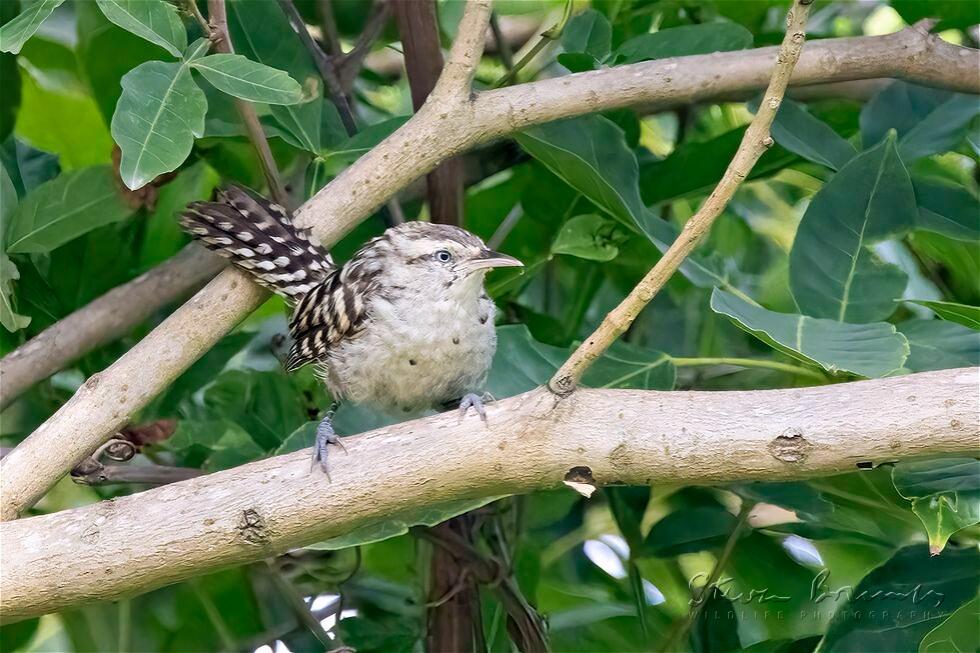 Stripe-backed Wren (Campylorhynchus nuchalis)