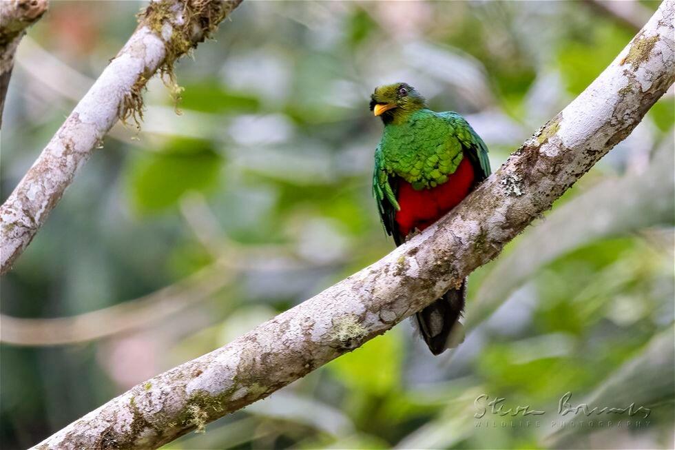 Golden-headed Quetzal (Pharomachrus auriceps)