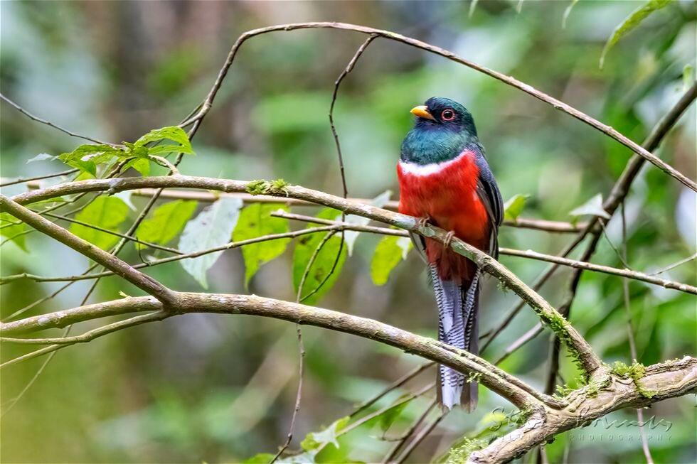 Masked Trogon (Trogon personatus)