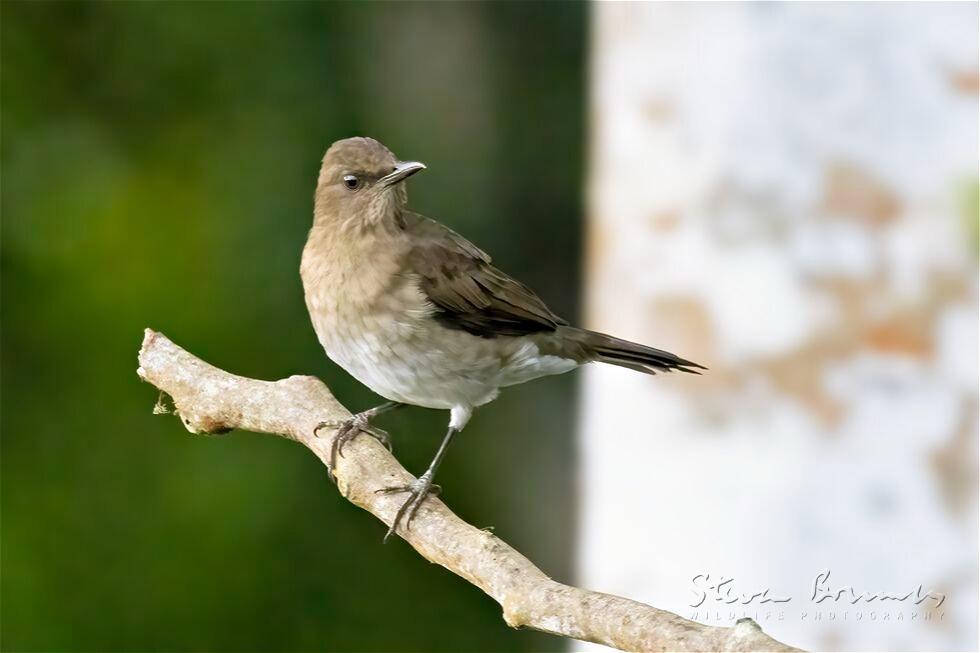 Black-billed Thrush (Turdus ignobilis)