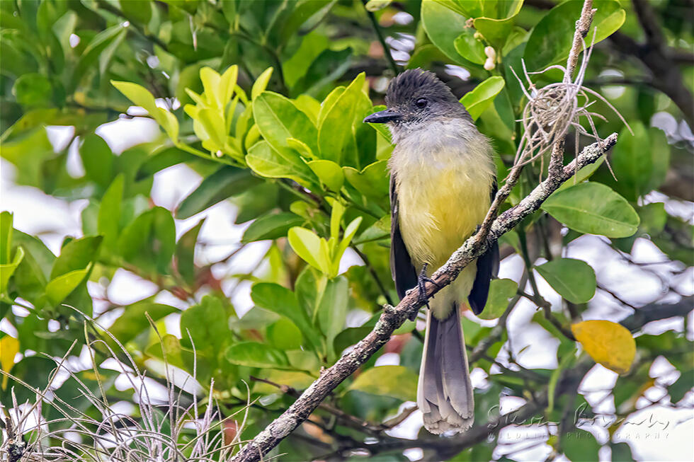 Apical Flycatcher (Myiarchus apicalis)