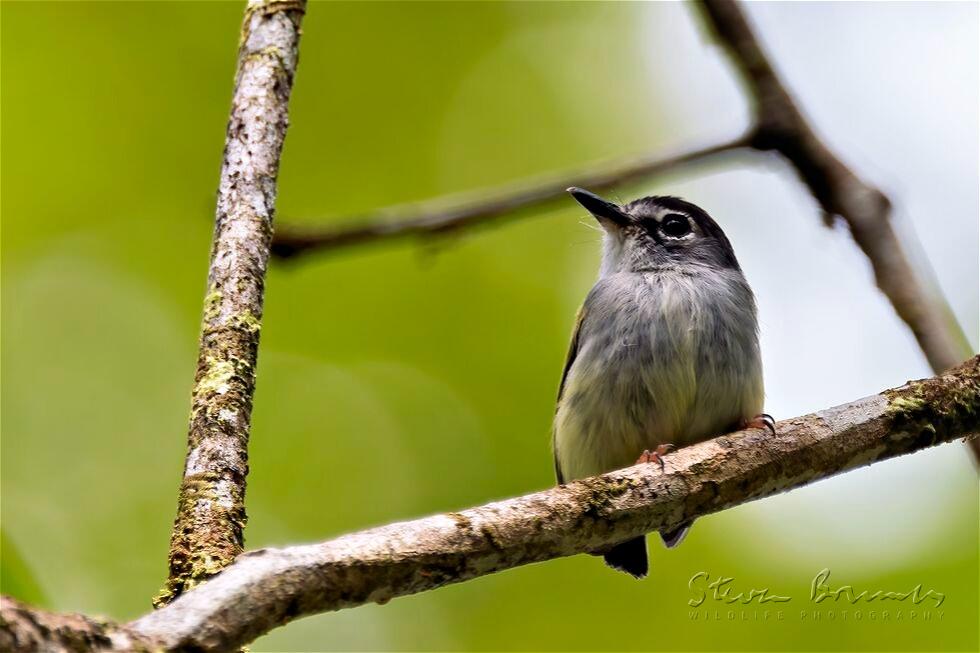 Black-capped Pygmy Tyrant (Myiornis atricapillus)
