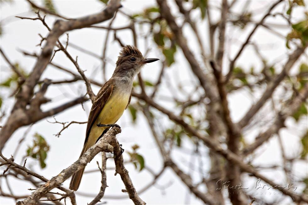 Brown-crested Flycatcher (Myiarchus tyrannulus)