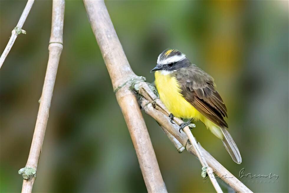 Rusty-margined Flycatcher (Myiozetetes cayanensis)