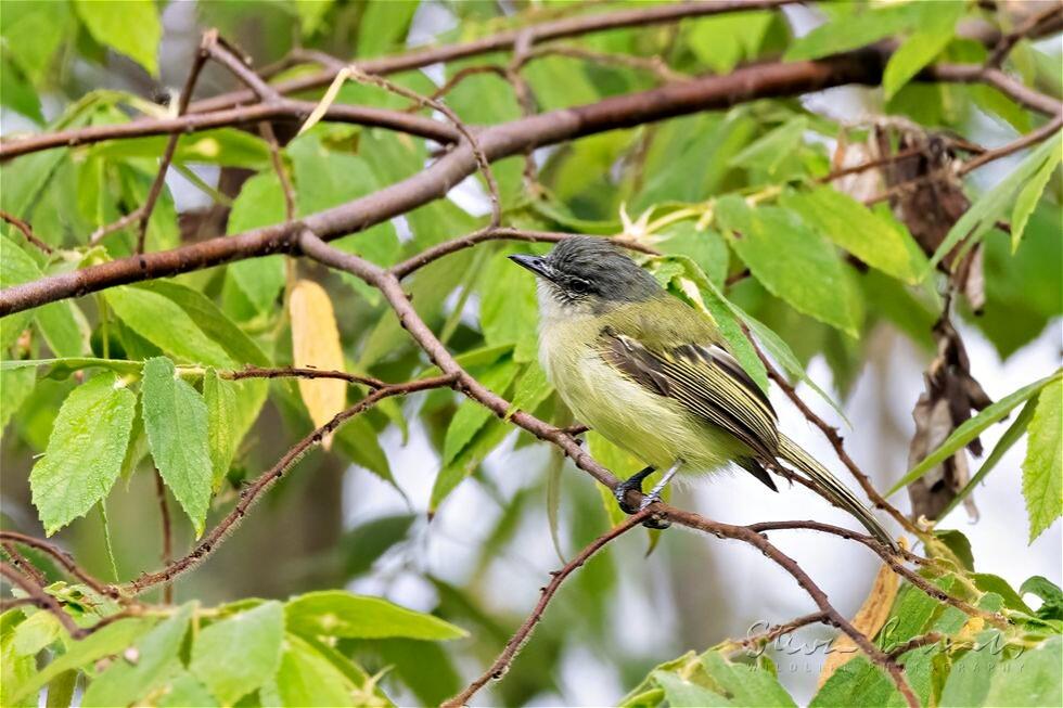 Sooty-headed Tyrannulet (Phyllomyias griseiceps)
