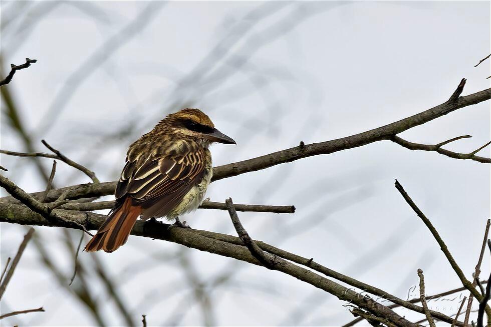 Streaked Flycatcher (Myiodynastes maculatus)