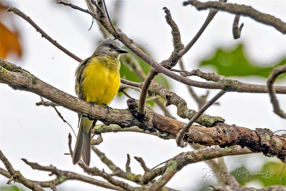 Tropical Kingbird (Tyrannus melancholicus)