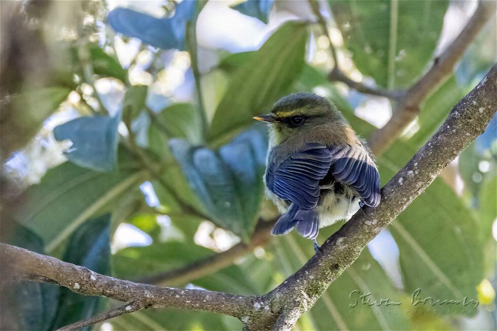 Yellow-bellied Chat-Tyrant (Silvicultrix diadema)