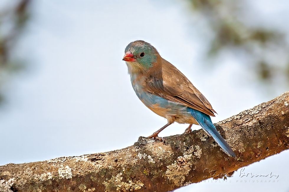 Blue-capped Cordon-bleu (Uraeginthus cyanocephalus)