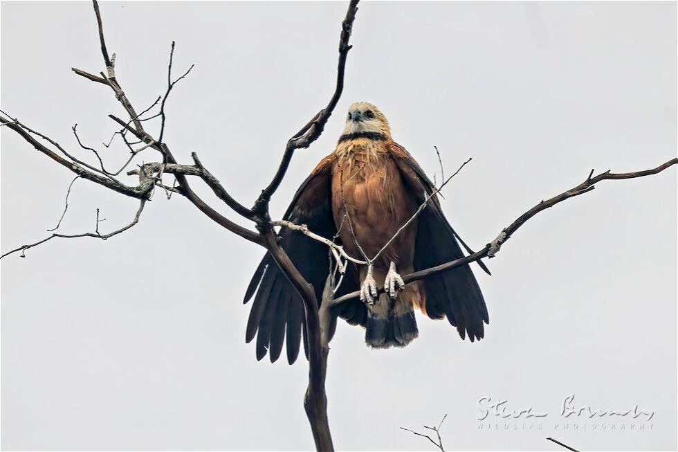 Black-collared Hawk (Busarellus nigricollis)