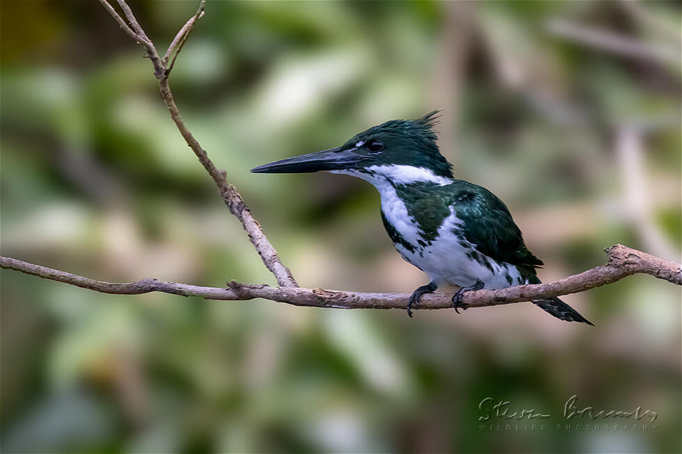 Amazon Kingfisher (Chloroceryle amazona)
