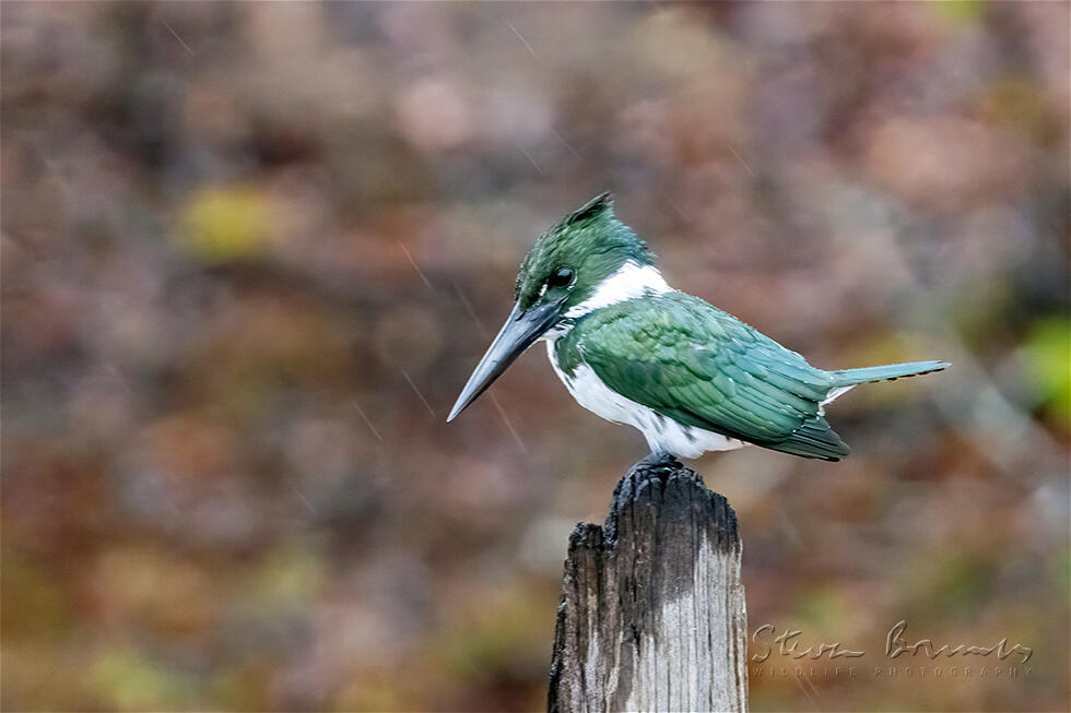 Amazon Kingfisher (Chloroceryle amazona)