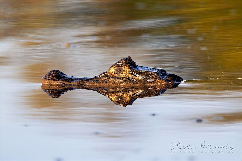 Spectacled Caiman (Caiman crocodilus)