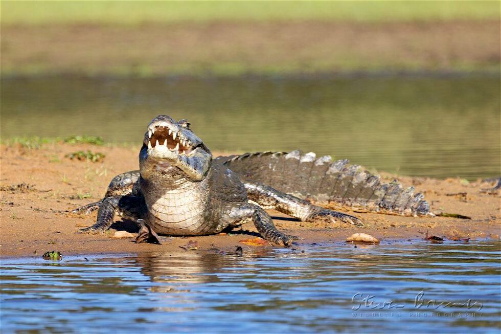 Spectacled Caiman (Caiman crocodilus)
