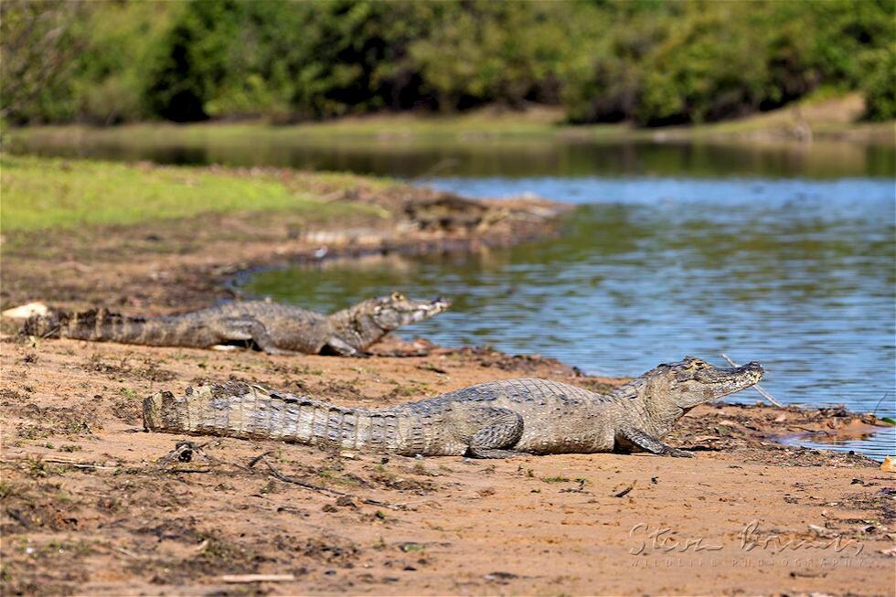 Spectacled Caiman (Caiman crocodilus)