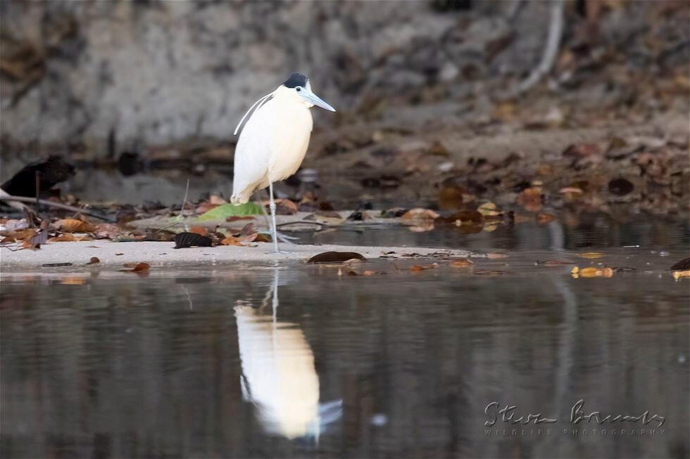 Capped Heron (Pilherodius pileatus)