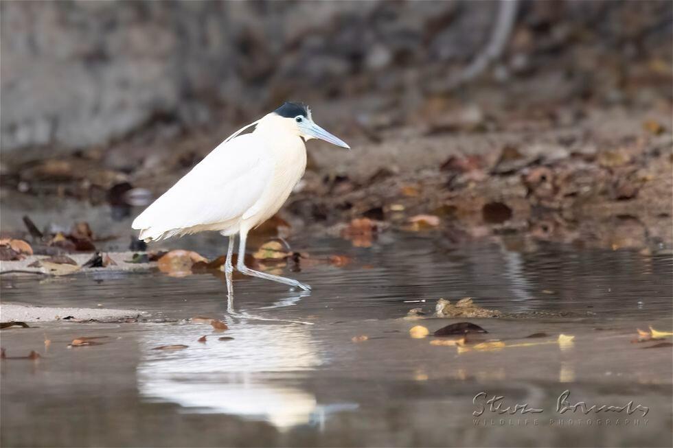 Capped Heron (Pilherodius pileatus)