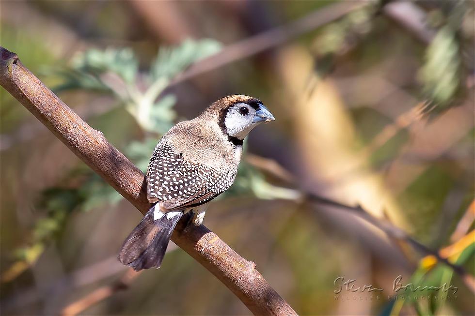 Double-barred Finch (Taeniopygia bichenovii)