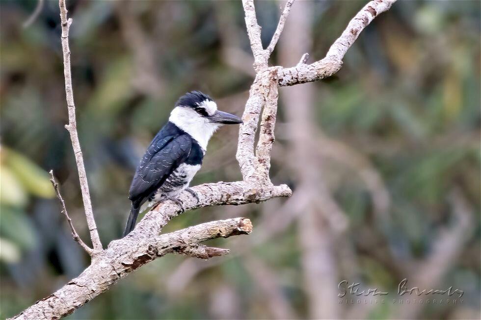 White-necked Puffbird (Notharchus hyperrhynchus)