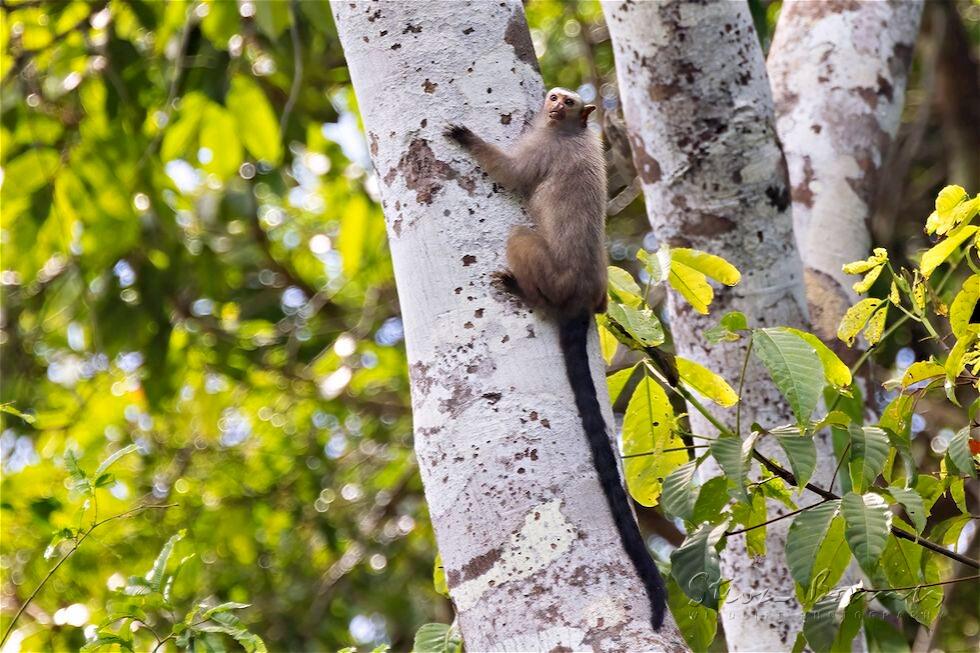 Snethlage's Marmoset (Mico emiliae)