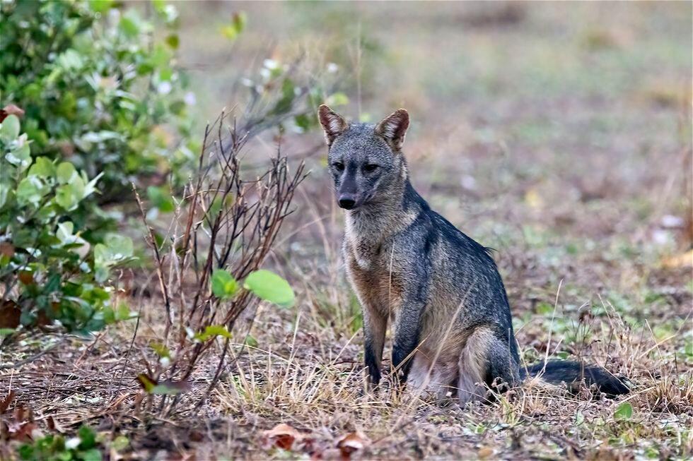 Crab-Eating Fox (Cerdocyon thous)