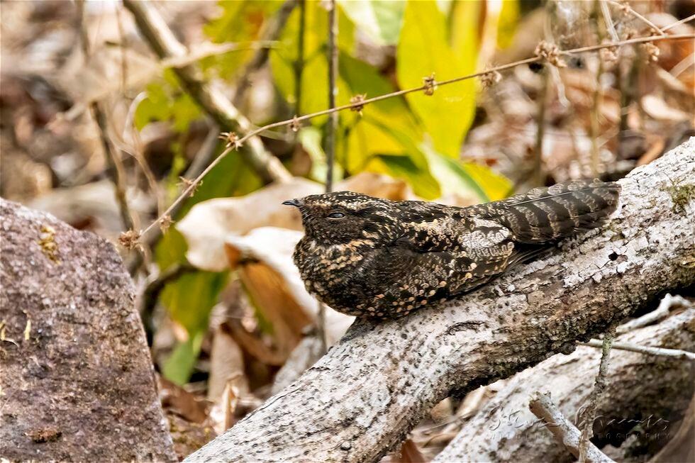 Blackish Nightjar (Nyctipolus nigrescens)