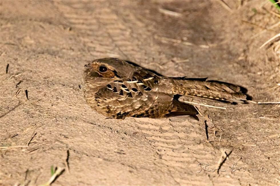 Pauraque (Nyctidromus albicollis)