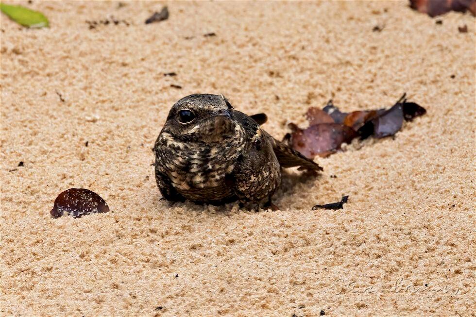Ladder-tailed Nightjar (Hydropsalis climacocerca)