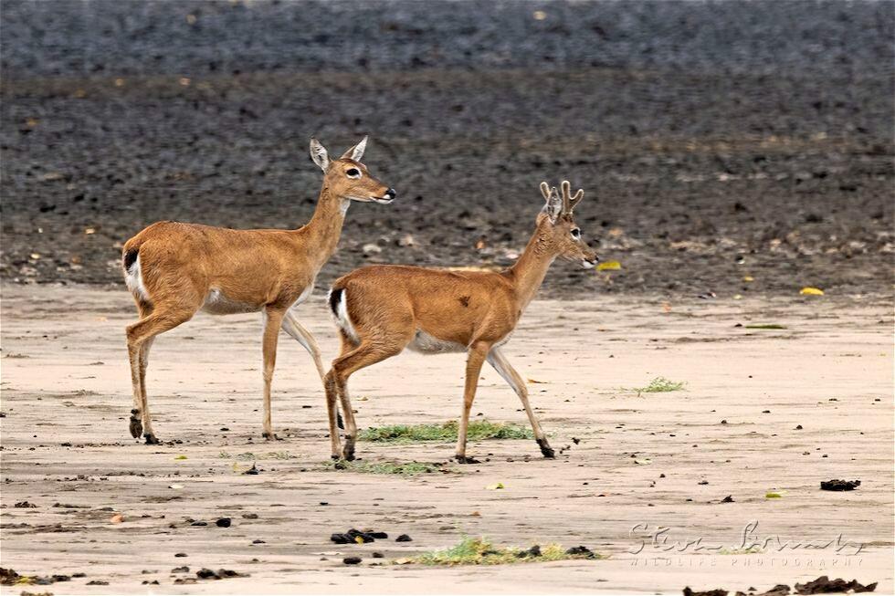 Pampas Deer (Ozotoceros bezoarticus)